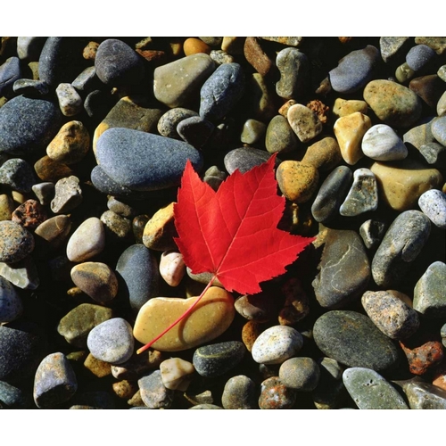 USA, Maine, A Maple leaf on a Rock Background